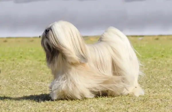 Ein eleganter Lhasa Apso mit langem, hellem Fell steht auf einer grünen Wiese. Sein Fell weht leicht im Wind.