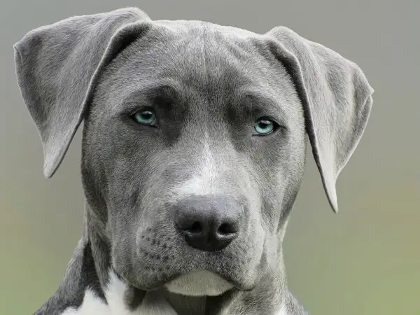 Nahaufnahme eines Hundes mit blau-grauem Fell und durchdringenden blauen Augen.