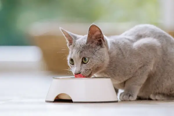 Graue Katze leckt genüsslich aus einem Napf. Das ist alles, was eine Katze braucht: Futter und Wasser.