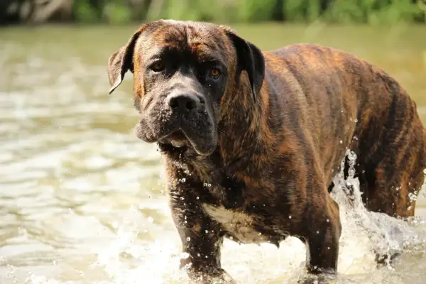 Ein Cane Corso mit gestromten Fellfarben steht im Wasser und spritzt.